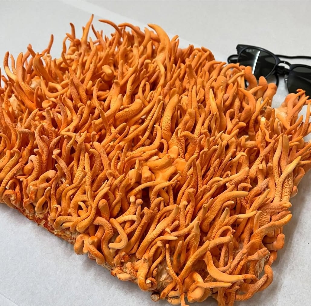 AM PACK - Image 4