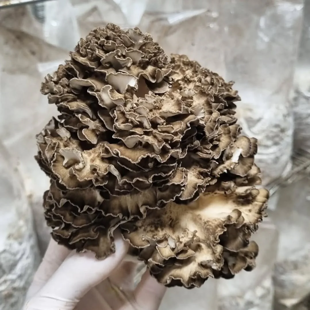 MAITAKE - Image 3